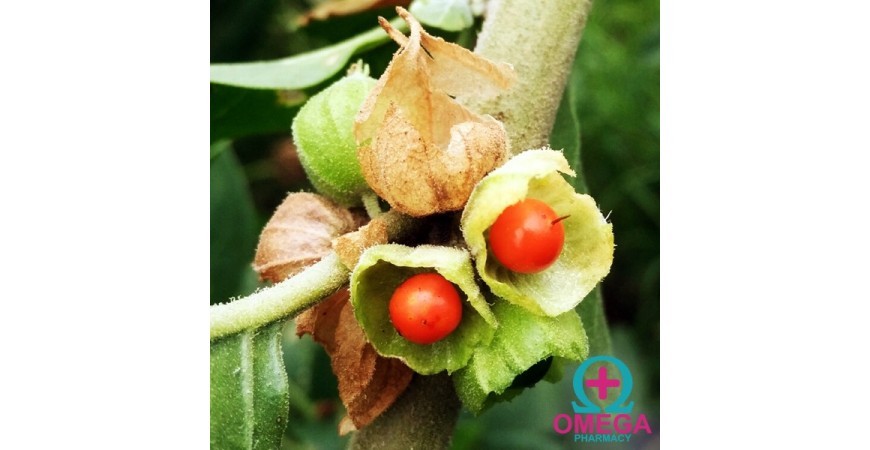 Ασβαγκάντα (Ashwagandha), Αλικάκαβο ή κεράσι του Χειμώνα της Ανατολής!